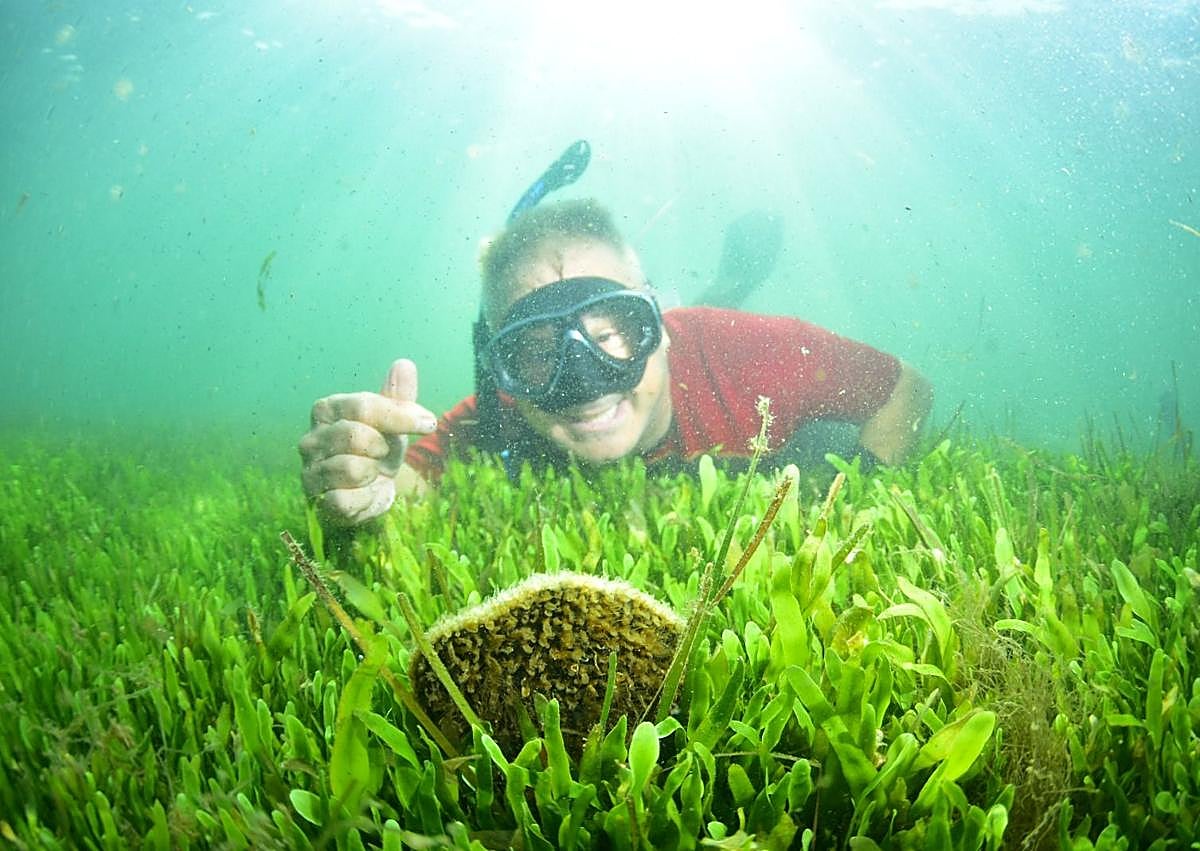 Imagen secundaria 1 - Encuentran nuevos ejemplares sin censar de nacra en el Mar Menor