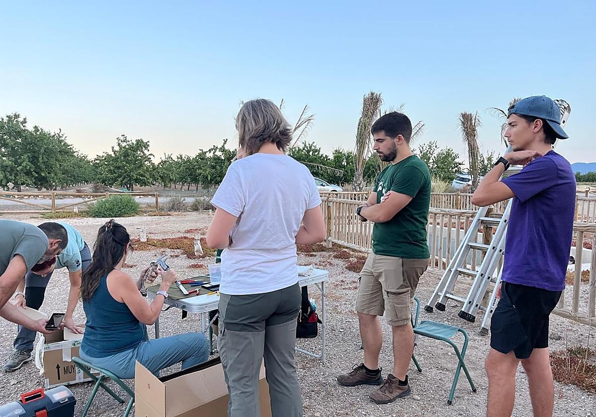 La Región fomenta el voluntariado ambiental para conservar el cernícalo primilla y mejorar la biodiversidad en los Saladares del Guadalentín