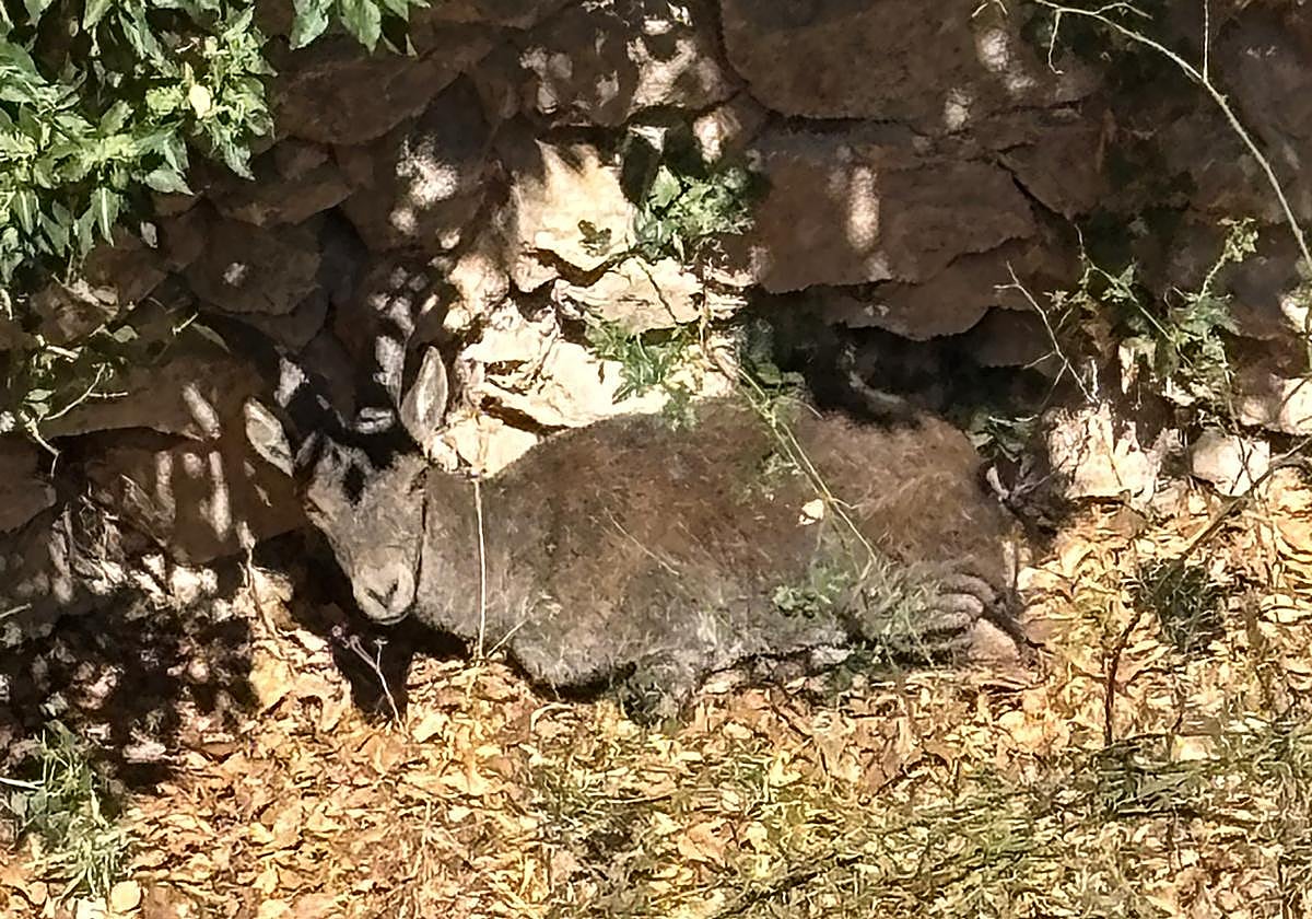 La cabra montés, en la zona en la que había quedado atrapada.