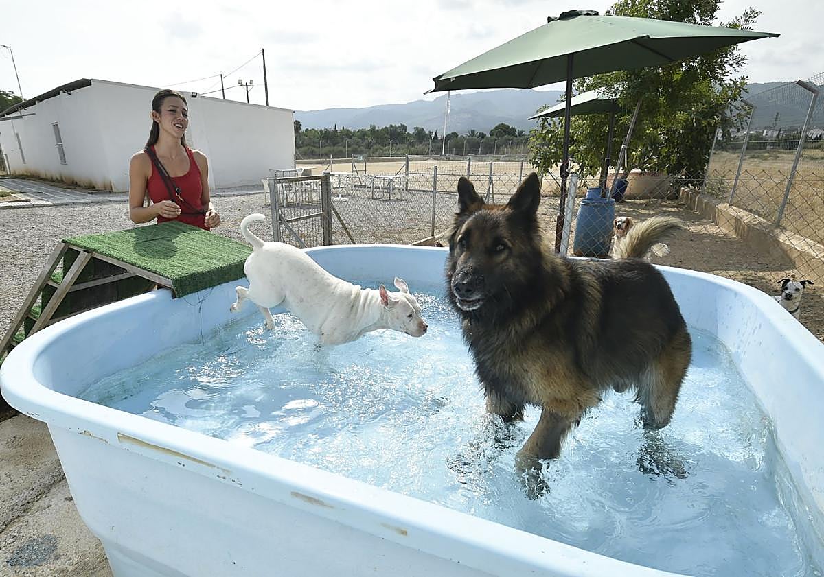 Imagen principal - Los hoteles para perros, cada vez más demandados en Murcia: «Estamos completos desde junio»