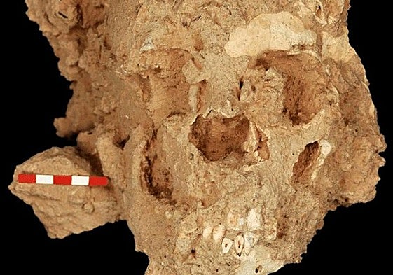 Cráneo neandertales hallado en la Sima de las Palomas.