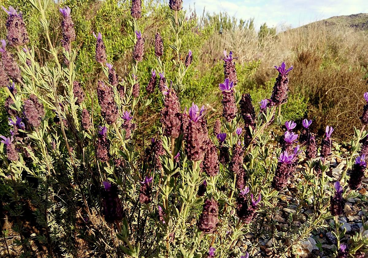 El Gobierno regional refuerza el seguimiento científico de los matorrales semiáridos ante la emergencia climática