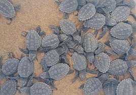 Los nuevos ejemplares de tortuga nacidos en Calblanque este viernes.