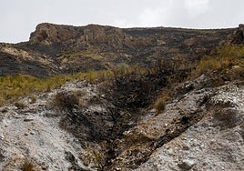 Matorral calcinado en el incendio del Cedacero.
