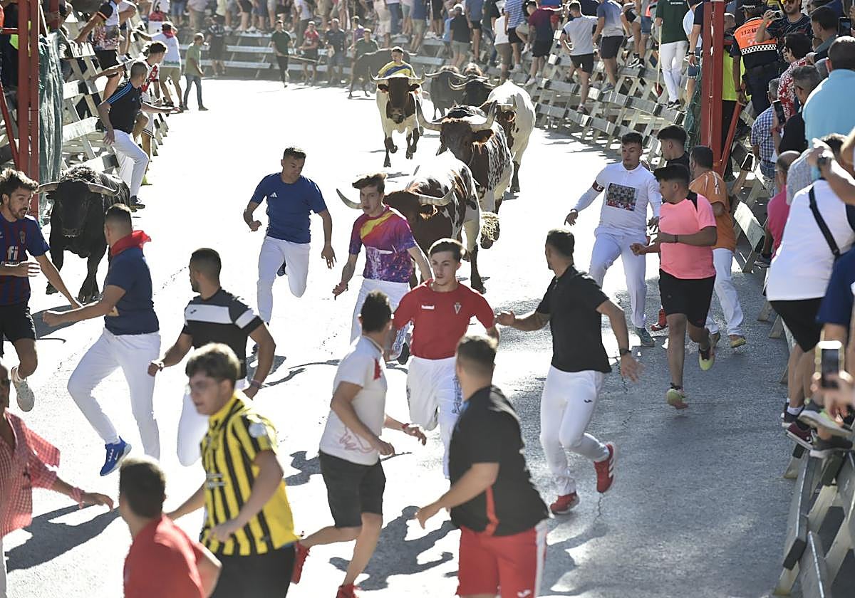 La ganadería El Pincha abre los encierros de Calasparra