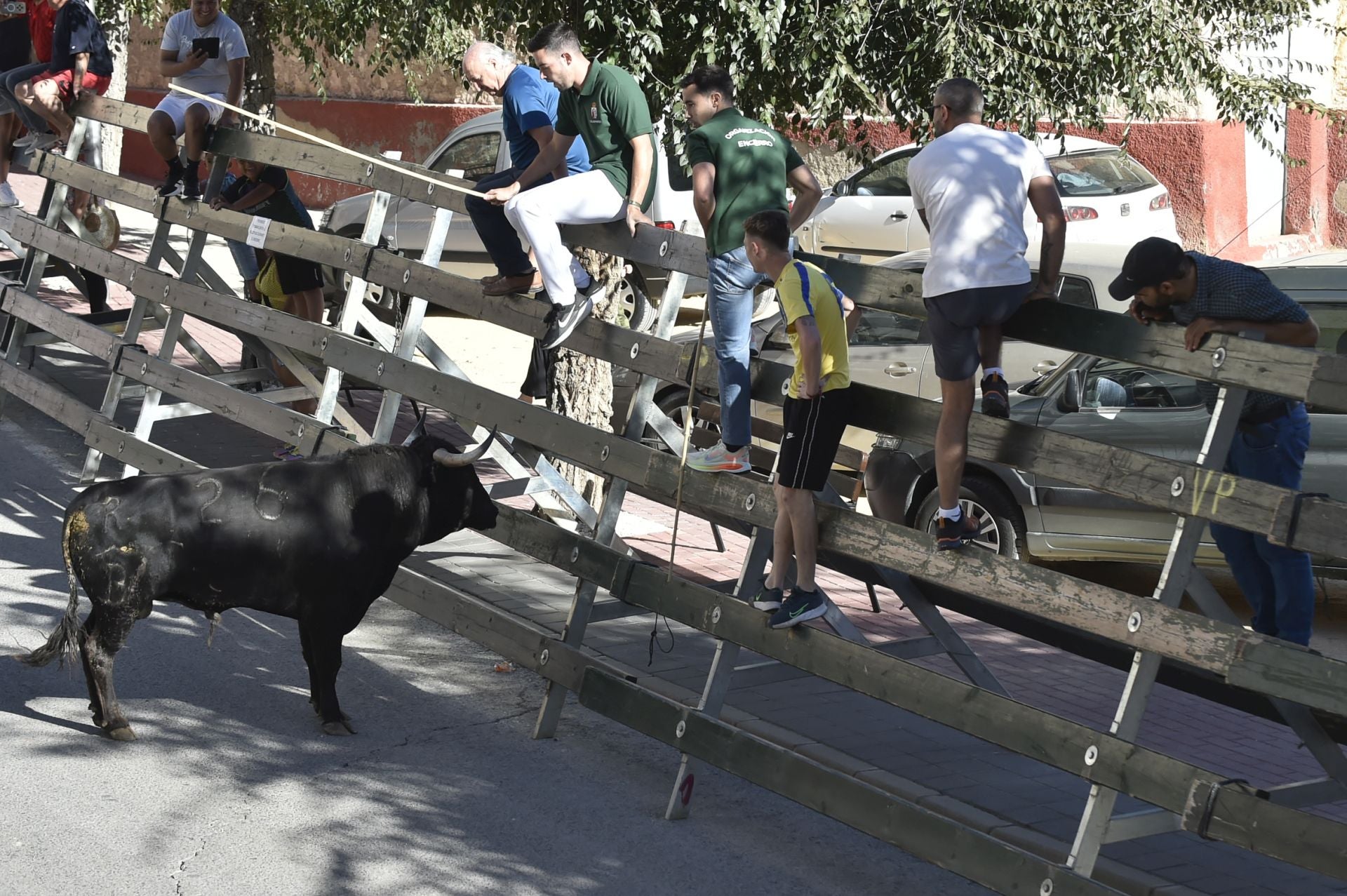 La ganadería El Pincha abre los encierros de Calasparra