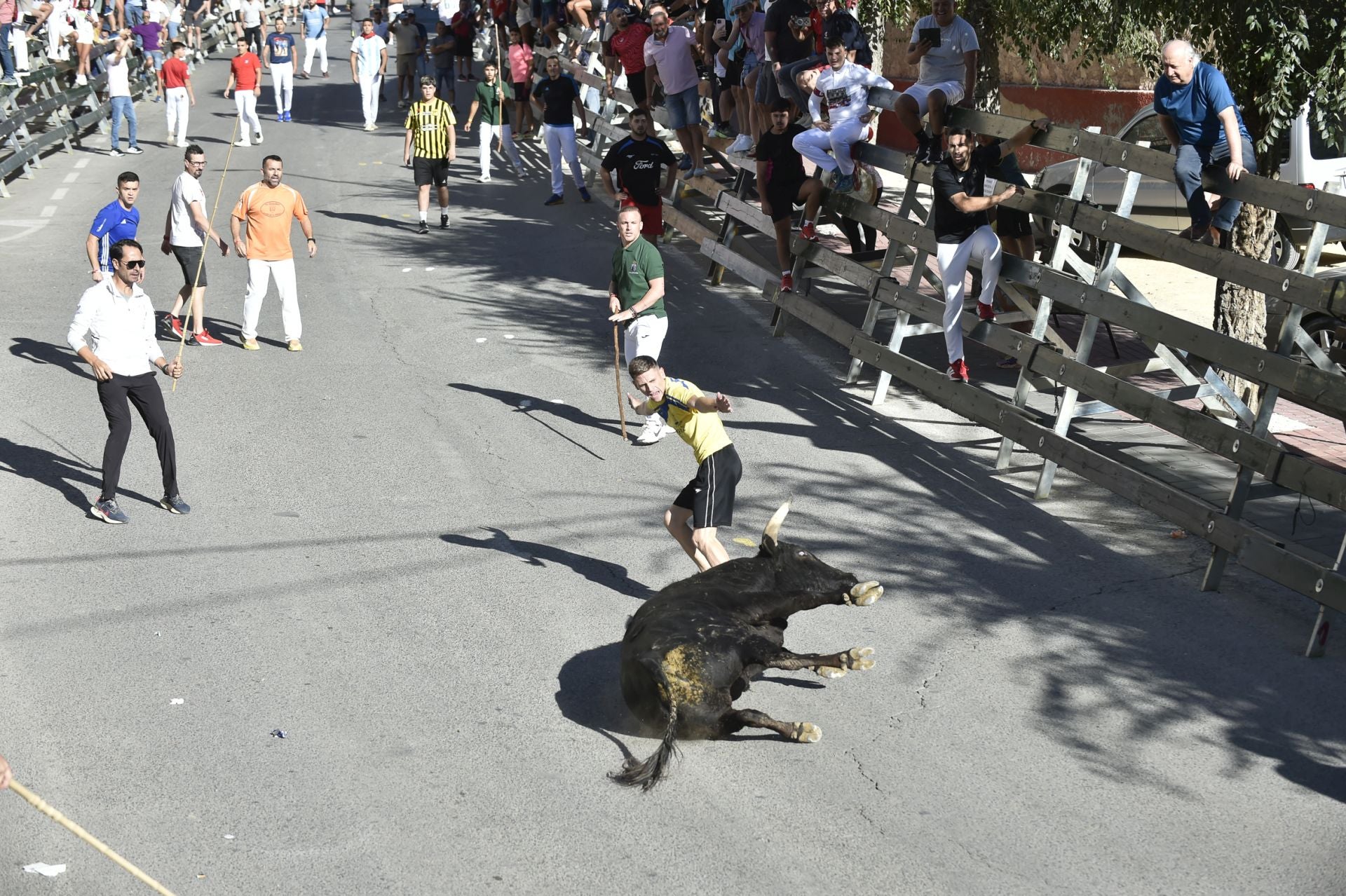 La ganadería El Pincha abre los encierros de Calasparra