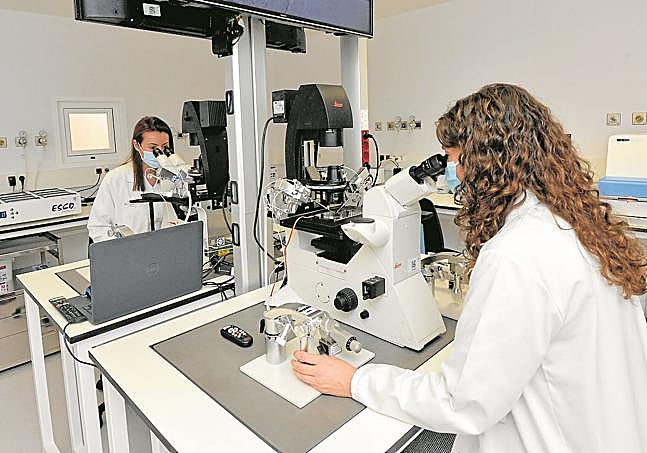 Dos profesionales trabajando en la Unidad de Reproducción Asistida de La Arrixaca.