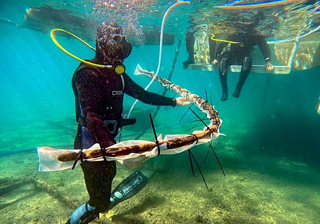 Un arqueólogo extrae del mar una de las cuadernas del pecio.