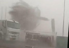 Palmera partida por la mitad debido a la fuerza del viento, este lunes, en Orihuela.