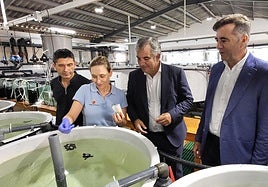 El consejero Juan María Vázquez visita la instalación del Imida, donde ya se encuentran los 47 ejemplares de tortuga boba que se sumarán al programa 'headstarting'.