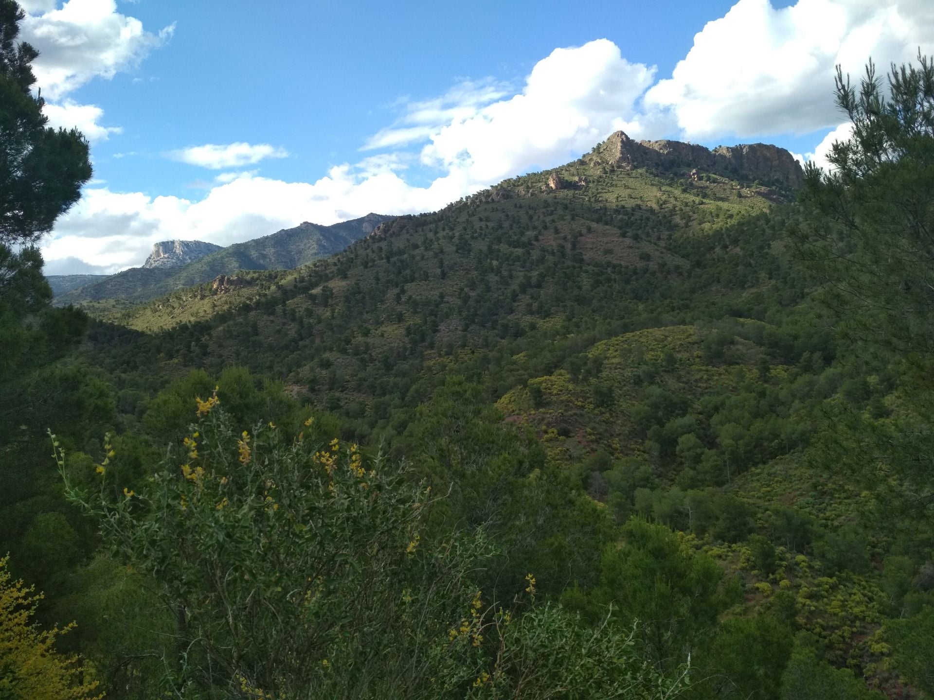 El Gobierno regional diseña un proyecto para preservar la flora protegida y los árboles monumentales de Sierra Espuña