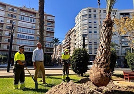Labores de supervisión de palmeras en la Plaza Circular.