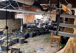 Estado en que quedó la plantación de marihuana hallada en la vivienda de El Chorrico tras su desmantelamiento.