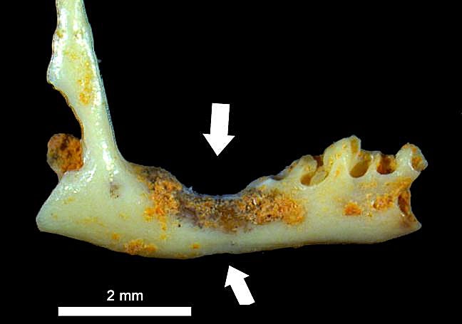 Mandíbula de musaraña con marcas de mordedura.