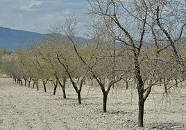Almendros afectados por la sequía en Mula, en una foto de archivo.