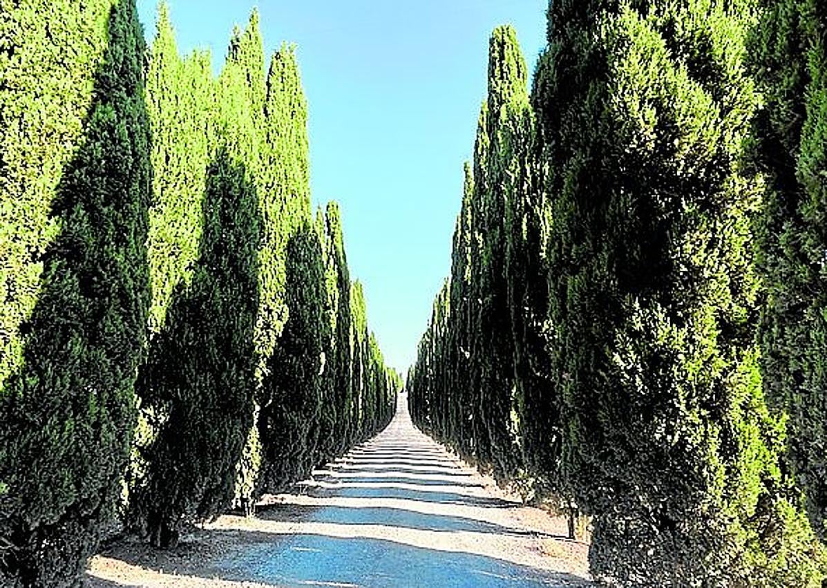 Imagen secundaria 1 - Panorámica de la ciudad de Lucca. | Camino de cipreses. | Calles de Lucca.