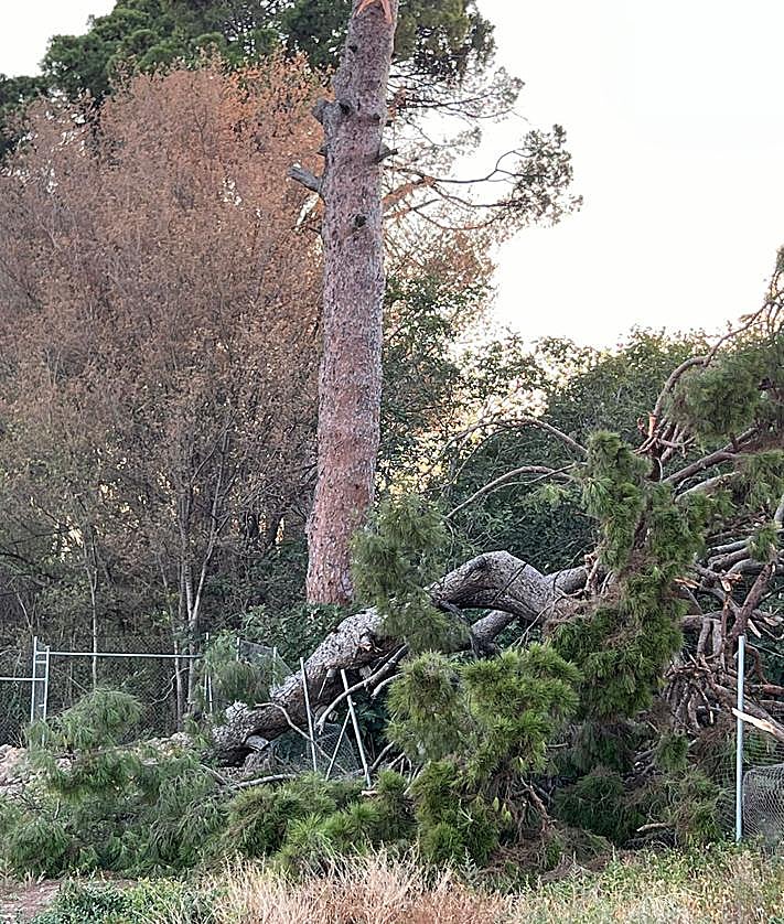 Imagen secundaria 2 - Se desprende parte de uno de los pinos centenarios de Churra, en Murcia