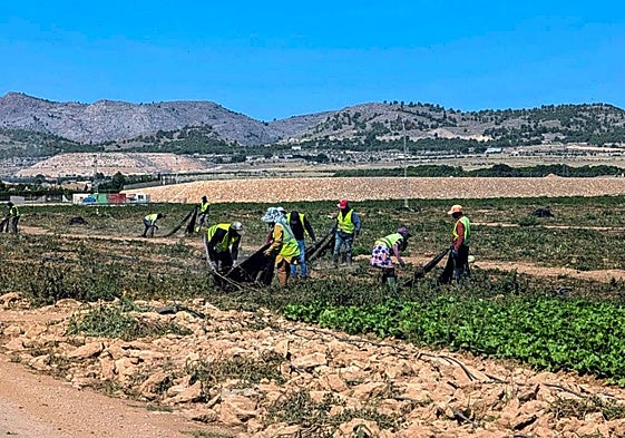 Trabajadores agrícolas, en una finca situada en el sur del término municipal de Yecla.