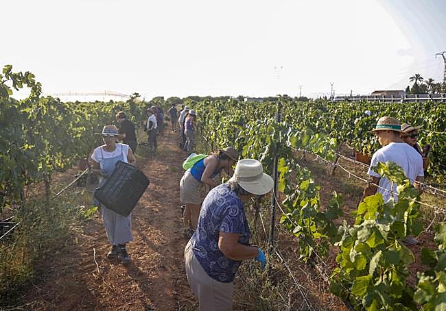 Vendimia de uva merseguera en la finca experimental Tomás Ferro de la UPCT.