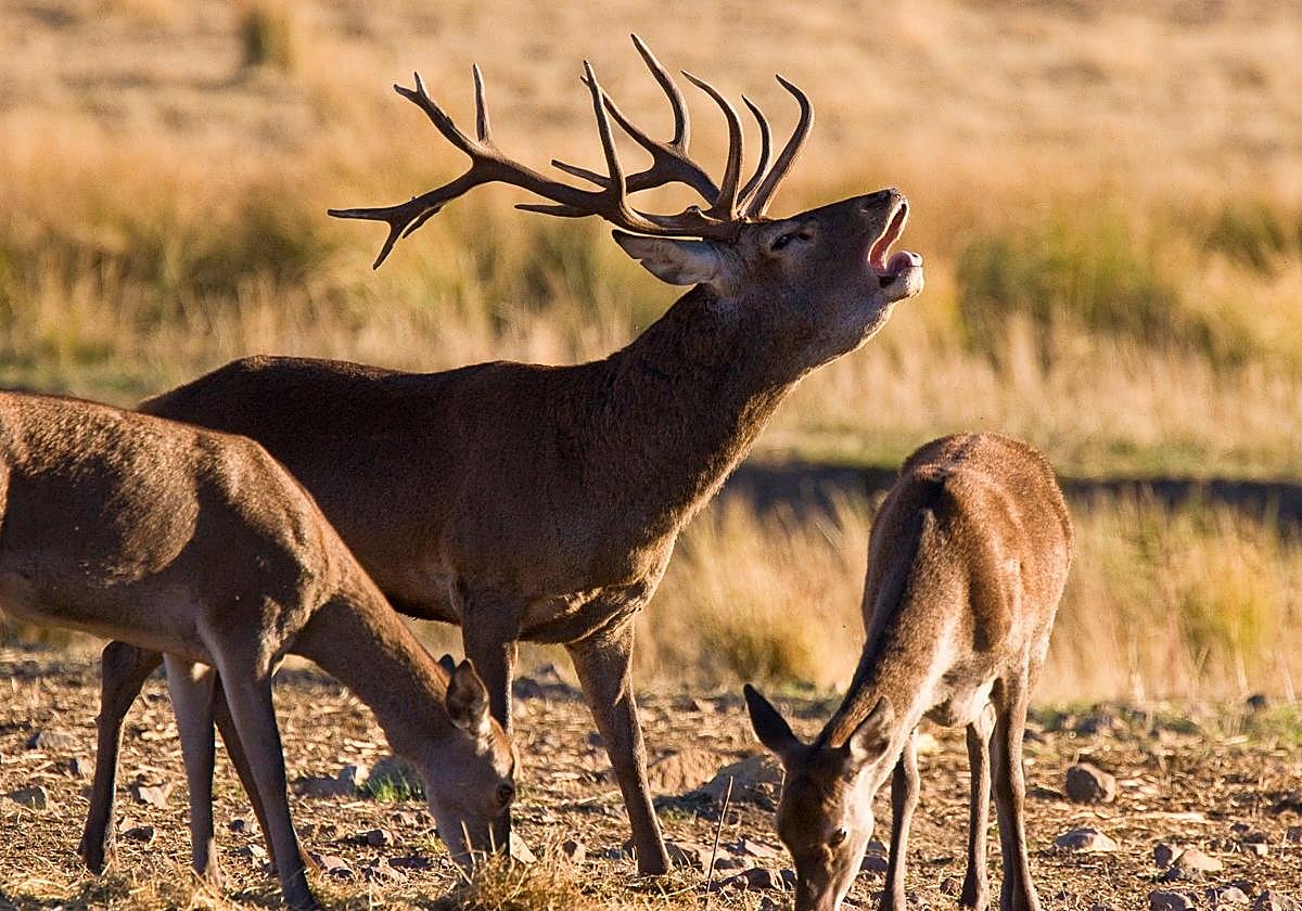 Uno de los ciervos del Terra Natura Murcia berrando.