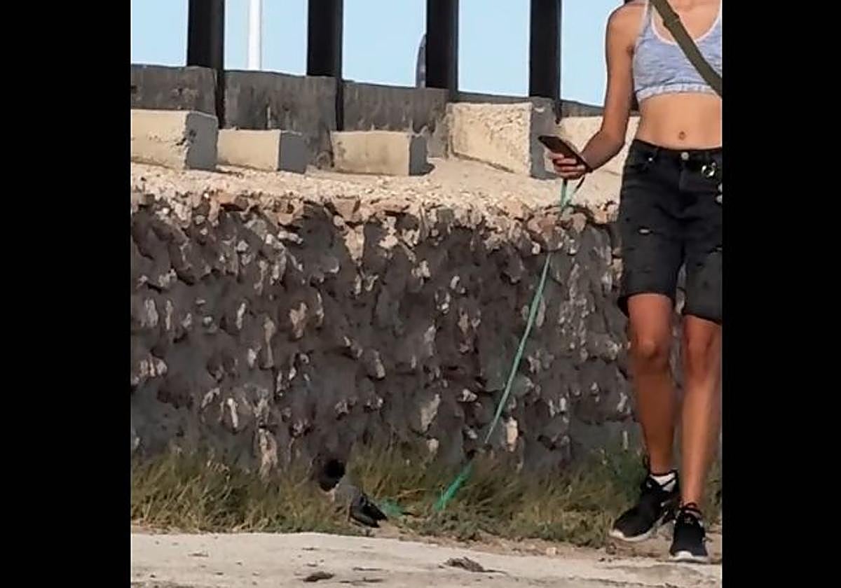 El insólito vídeo de una joven paseando una paloma en Torrevieja que se ha vuelto viral.