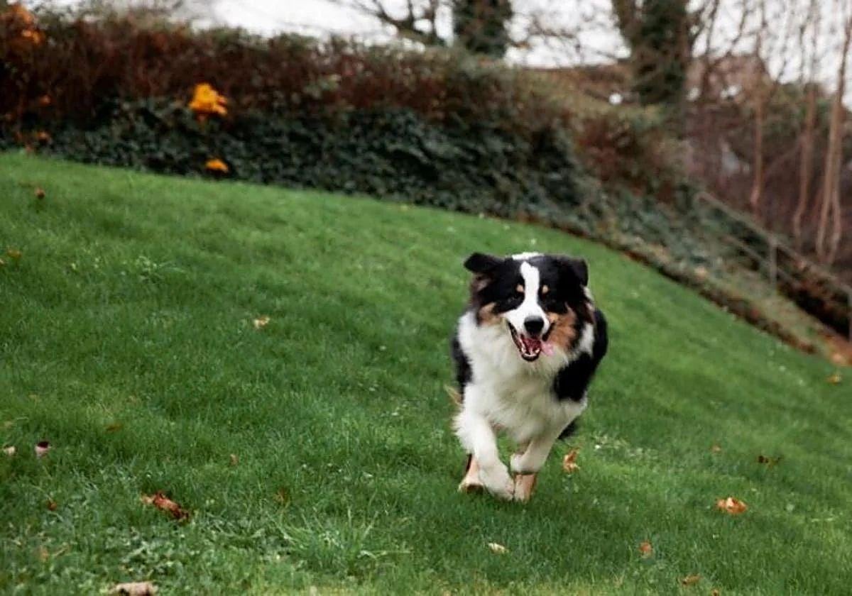 Imagen de archivo de un perro.