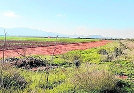 Vía pecuaria en el término municipal de Torre Pacheco sobre la que actuará la Consejería.