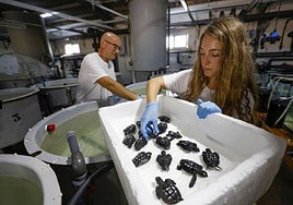 El veterinario Fernando Escribano y la bióloga Isabel Padilla, cogiendo las tortugas para pesarlas.