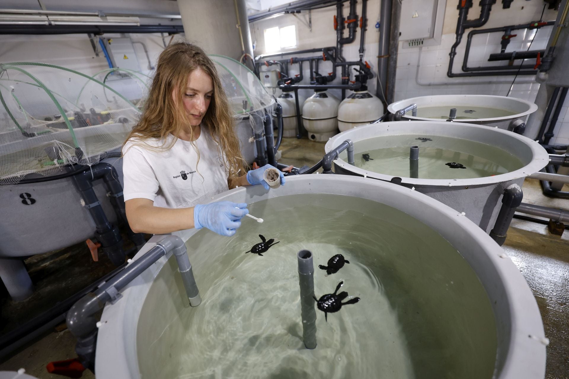 En imágenes, las tortugas bobas en las instalaciones del Imida en San Pedro del Pinatar