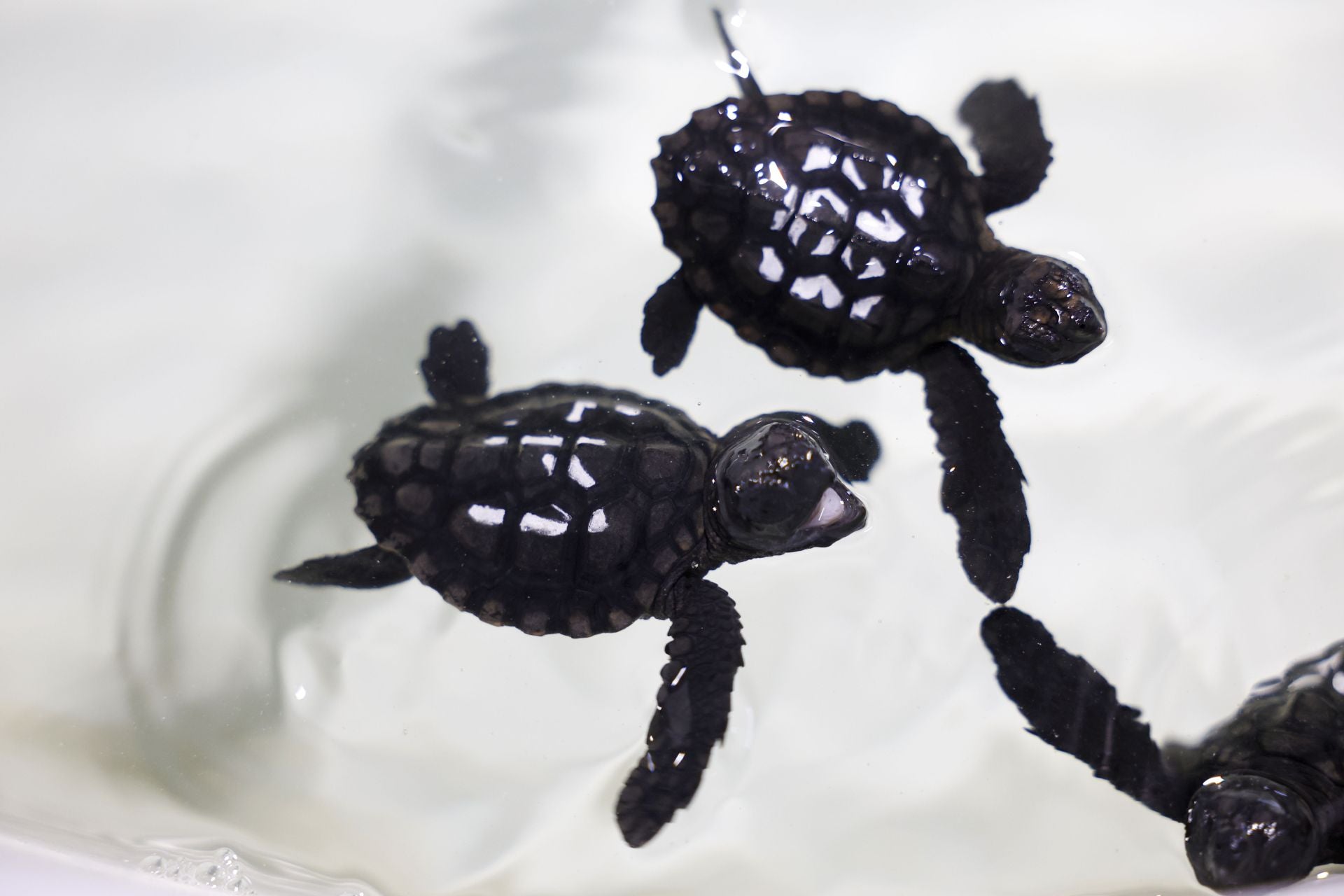 En imágenes, las tortugas bobas en las instalaciones del Imida en San Pedro del Pinatar