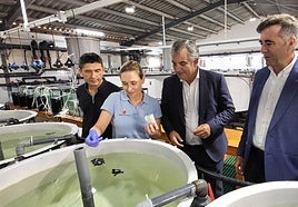 Las casi 200 tortugas bobas nacidas en la Región en los últimos tres años son destinadas a un programa de conservación de la especie