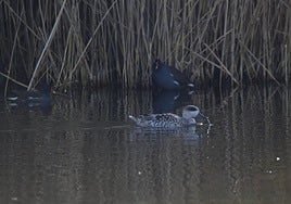 Medio Ambiente somete a información pública el Plan de Recuperación de la cerceta pardilla