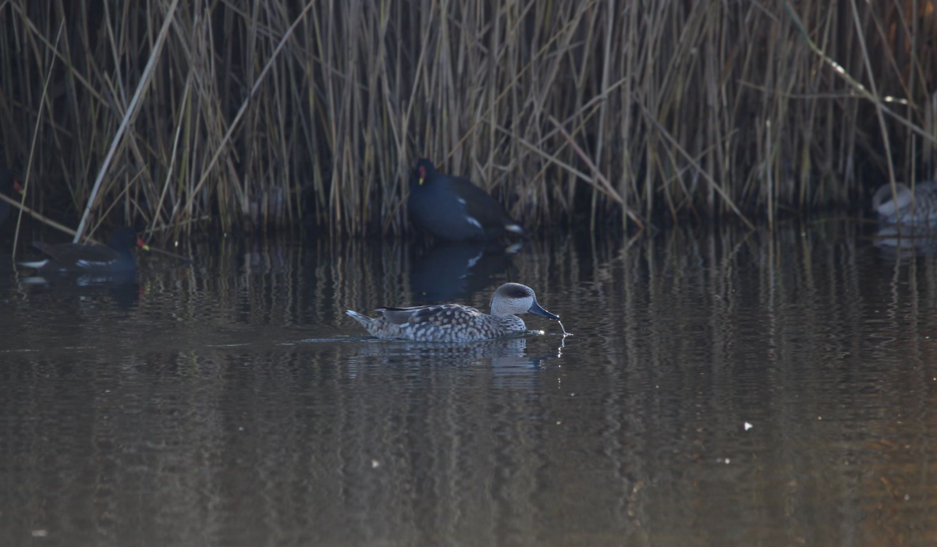 Medio Ambiente somete a información pública el Plan de Recuperación de la cerceta pardilla