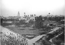 El murciano Archivo Almudí atesora esta magnífica instantánea de una esquina de la huerta y, al fondo, la torre de la Catedral y algunas parroquias.