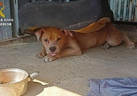 El perro encontrado por la Benemérita y la policía en Ulea.