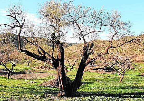 Ejemplar de almendrosingularmente antiguo quese encuentra en Águilas.