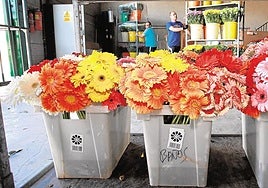 Flores cortadas de Cehegín preparadas para su comercialización.