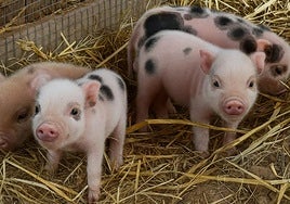 Varios ejemplares de cerdo enano en el Terra Natura de Murcia.