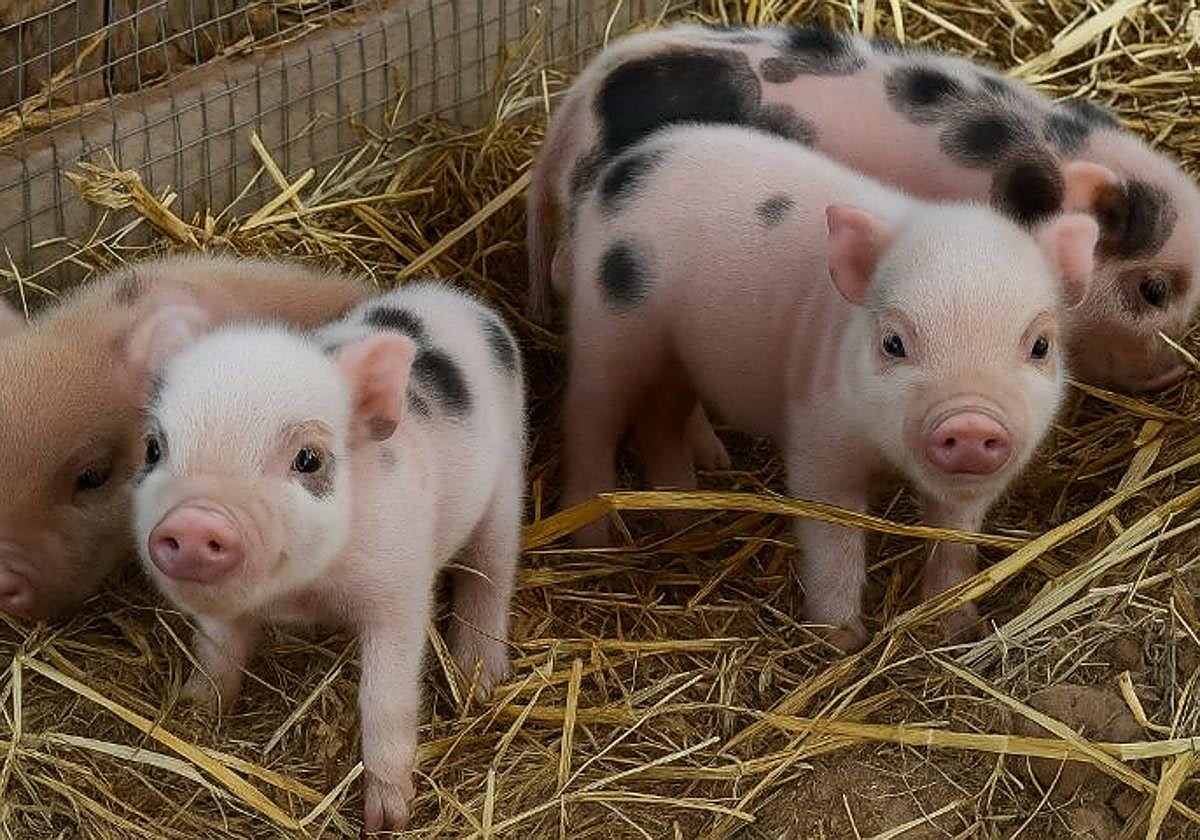 Varios ejemplares de cerdo enano en el Terra Natura de Murcia.