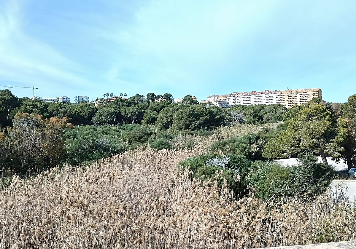 Estado de uno de los cauces que atraviesa zonas urbanas de Orihuela Costa.