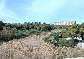 Estado de uno de los cauces que atraviesa zonas urbanas de Orihuela Costa.