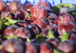 Ciruelas.