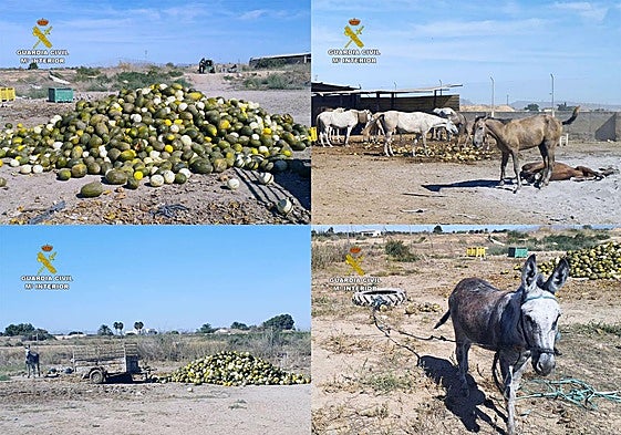Los melones que servían de alimento a los animales (en las imágenes caballos y un burro) que estaban en la finca de Torre Pacheco.