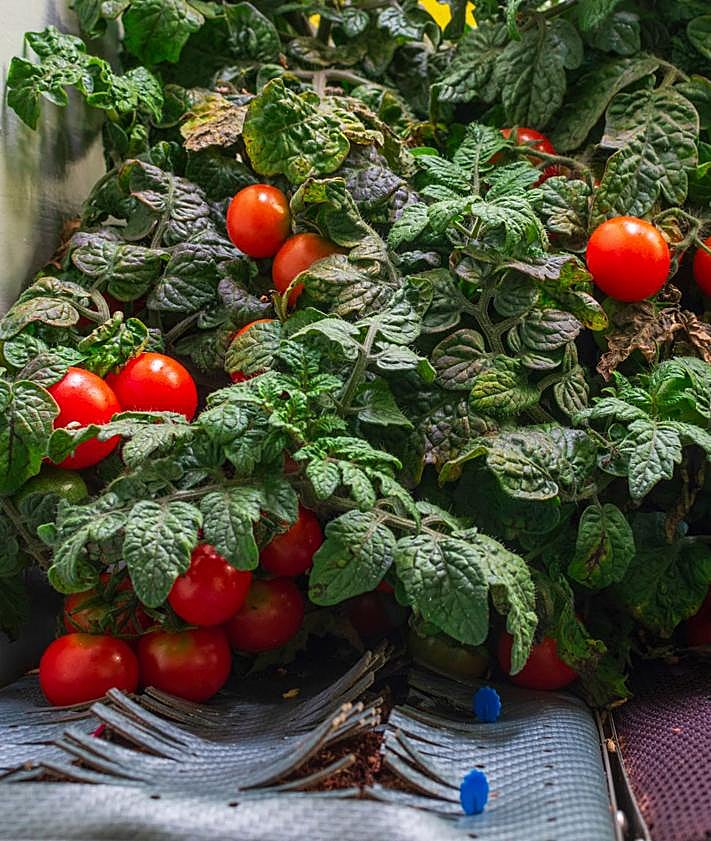 Imagen secundaria 2 - Bandeja de cultivo de lechuga diseñado por el ingeniero murciano para la NASA. | Tomates cherry, en un ensayo de laboratorio.
