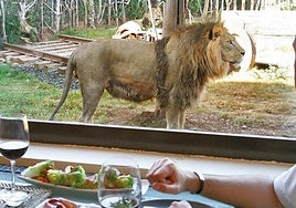 Come junto a unos leones en Murcia: el restaurante que te transporta a la sabana africana.