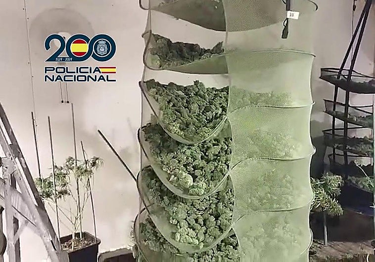 Los cogollos de marihuana almacenados en la vivienda de Cartagena.