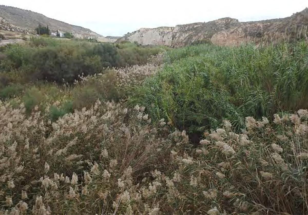 Estado actual del río Mula desde la RM-561 en las cercanías a Baños de Mula y La Misericordia.
