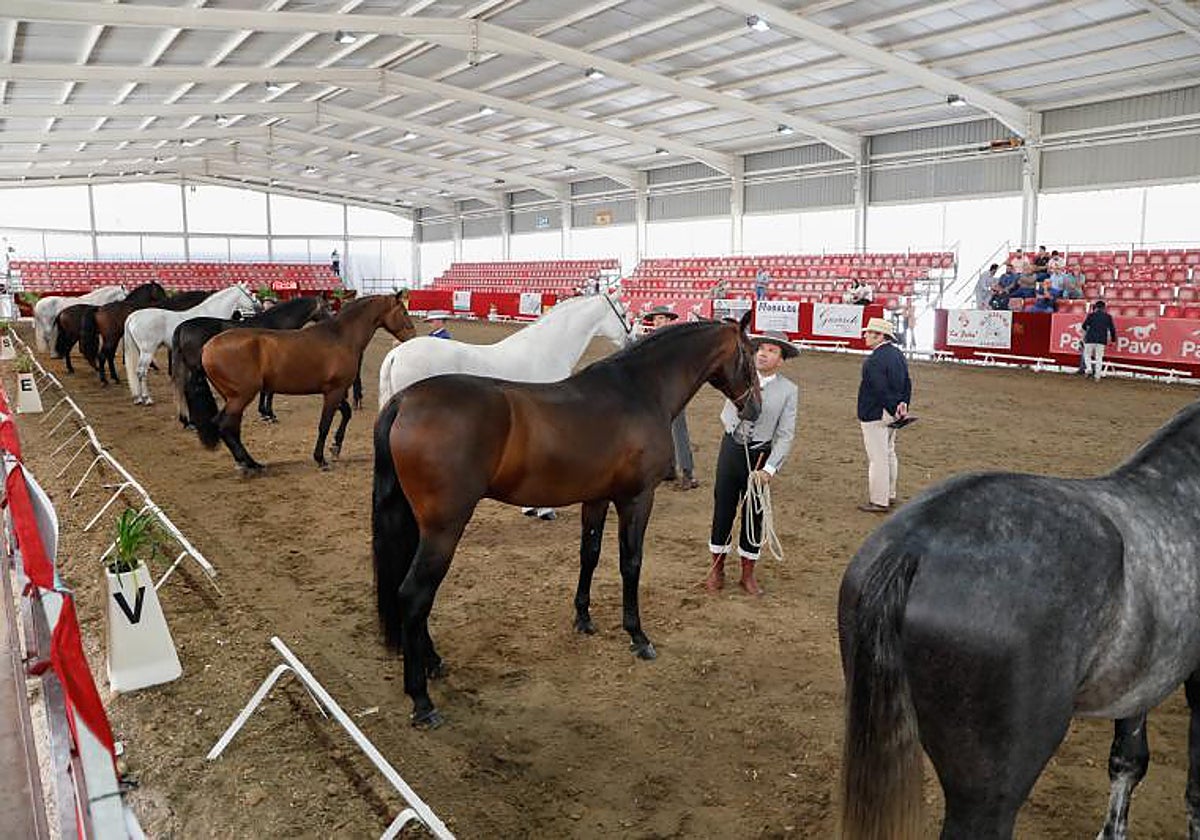 Concurso morfológico en Fericab, en una imagen de archivo.