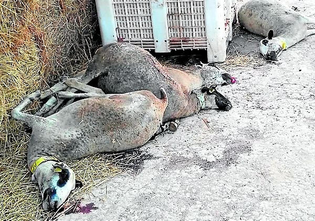 Imagen de archivo de cadávares de ovejas en una explotación de Calasparra.